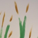 Gras